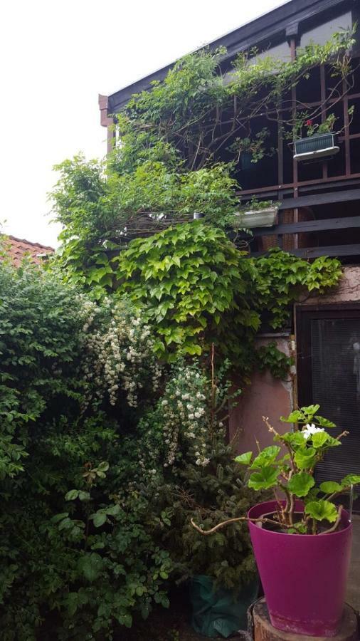 Apartmani Stojanovic Sremska Kamenica Exteriör bild
